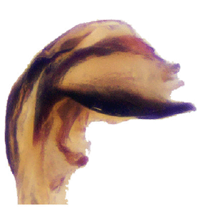 species