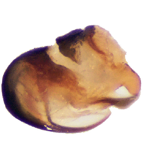 species