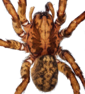 species