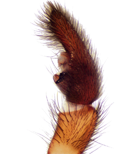 species
