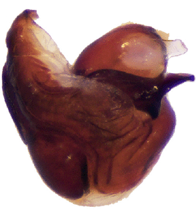 species