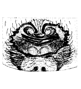 speciesimage